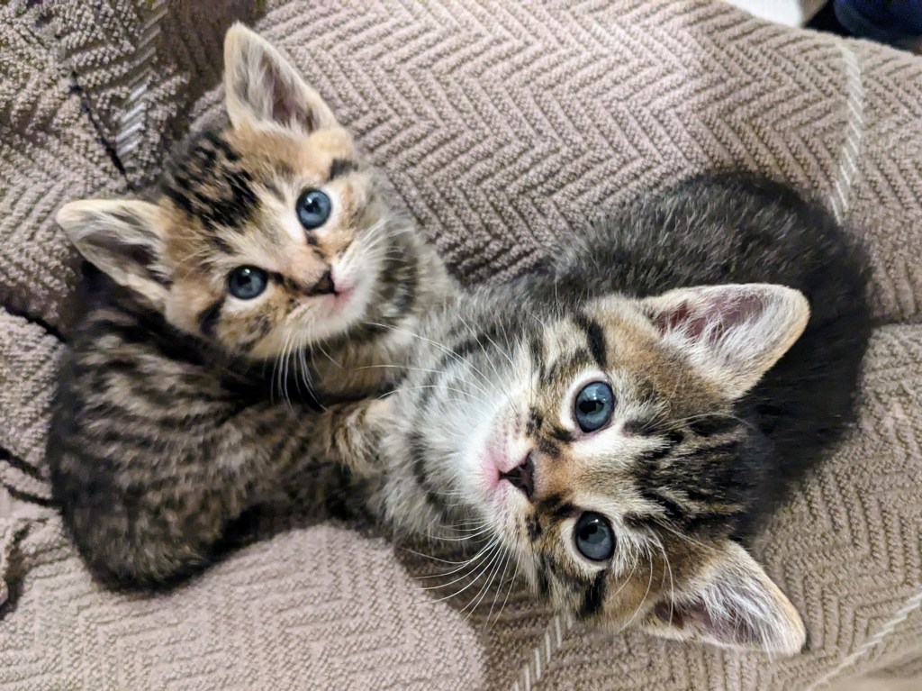 What Your Cat Can Teach You About&nbsp;Happiness